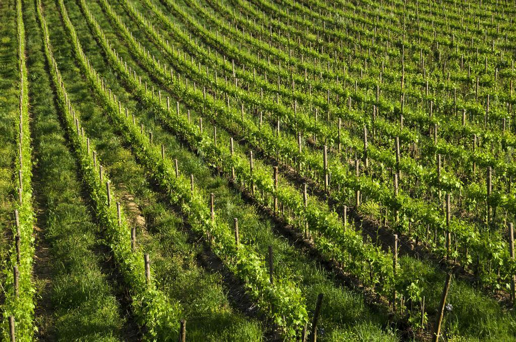 Agriturismo Poggio Bonelli Castelnuovo Berardenga Ngoại thất bức ảnh